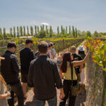 Grupo de personas recorriendo los viñedos de Bodega Kaiken en Mendoza, disfrutando de una experiencia enoturística bajo el sol