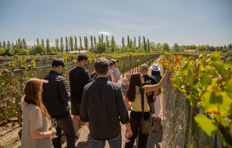 Grupo de personas recorriendo los viñedos de Bodega Kaiken en Mendoza, disfrutando de una experiencia enoturística bajo el sol