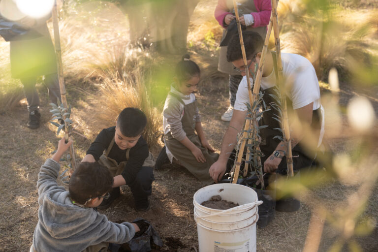 Grupo de niños aprendiendo a plantar olivos como parte de la experiencia educativa “Pequeños Olivareros” de Zuelo