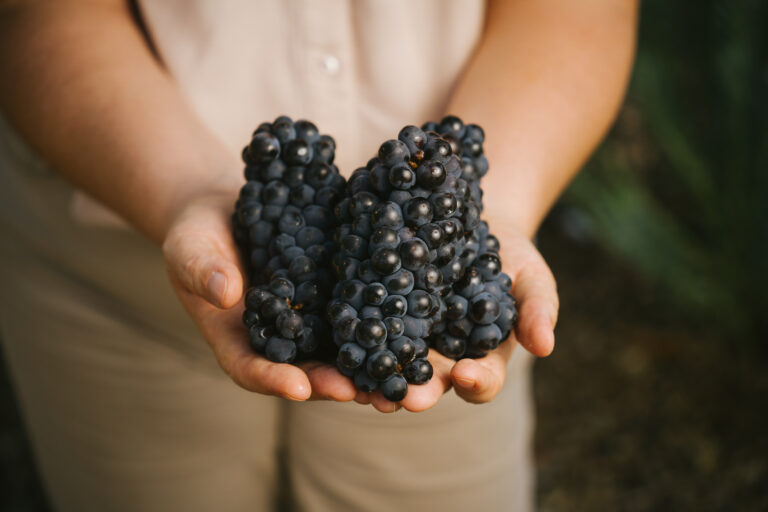 Manos sosteniendo racimos de uva Pinot Noir en época de vendimia