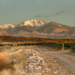 Viñedos en primer plano con un camino rural y montañas nevadas al fondo iluminadas por la luz del atardecer