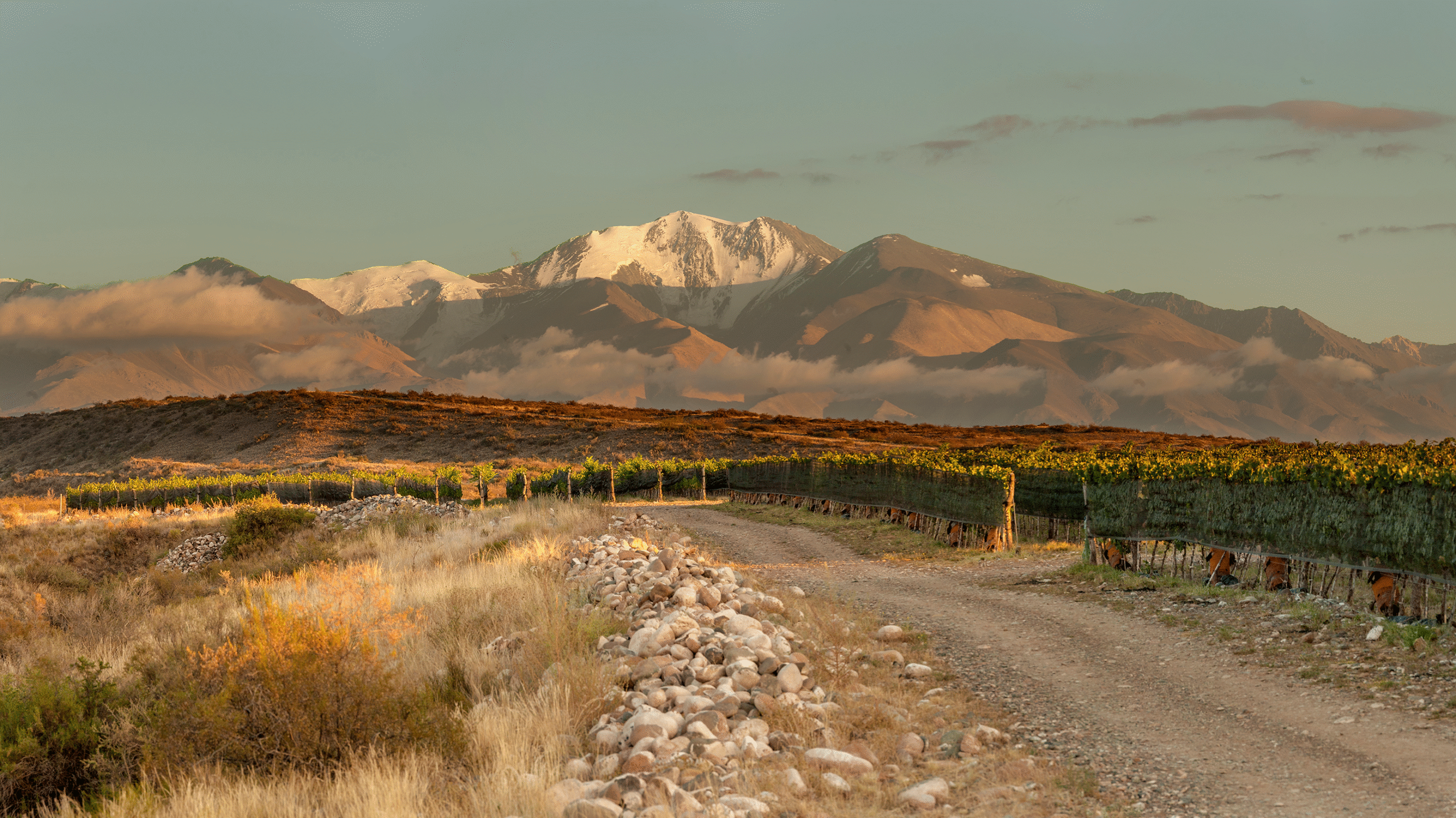 Viñedos en primer plano con un camino rural y montañas nevadas al fondo iluminadas por la luz del atardecer