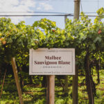 Viñedo de Santa Julia en Mendoza con cartel de cultivo orgánico entre hileras de uvas Malbec y Sauvignon Blanc