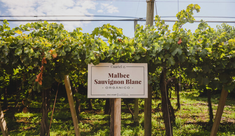 Viñedo de Santa Julia en Mendoza con cartel de cultivo orgánico entre hileras de uvas Malbec y Sauvignon Blanc