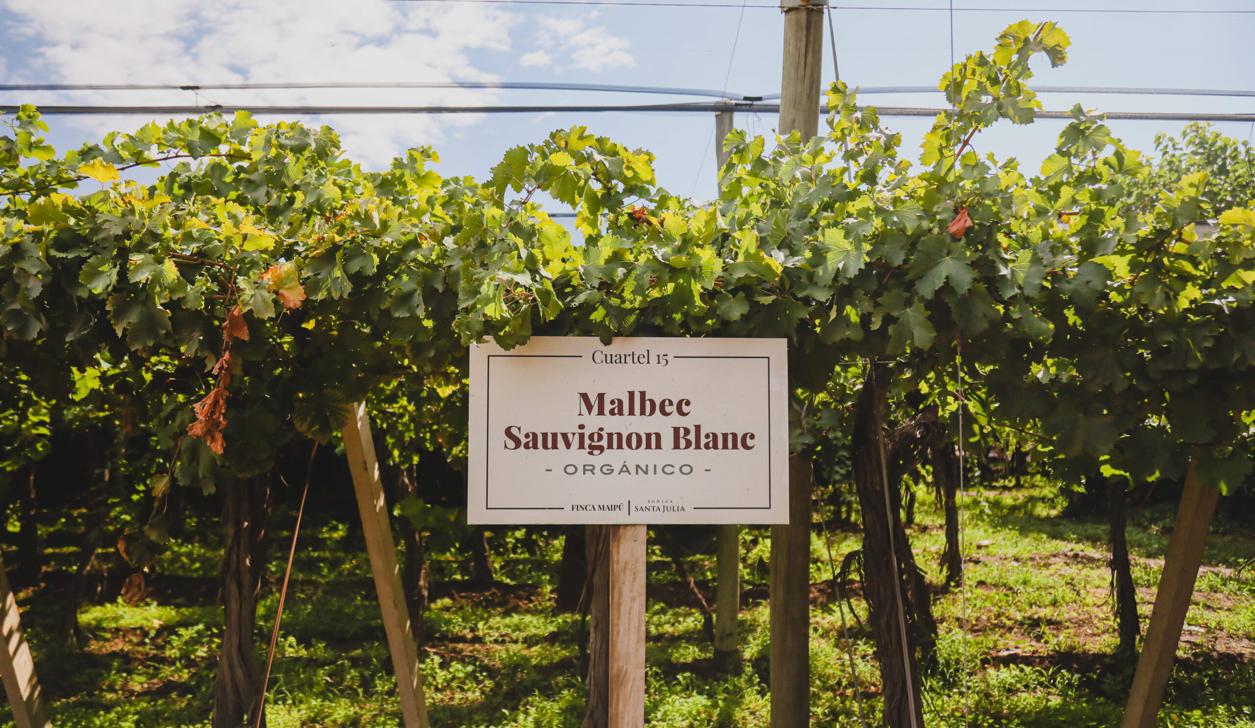 Viñedo de Santa Julia en Mendoza con cartel de cultivo orgánico entre hileras de uvas Malbec y Sauvignon Blanc