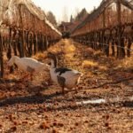 Viñedo de Bodega Kaiken con prácticas sustentables y aves entre las hileras de cultivo