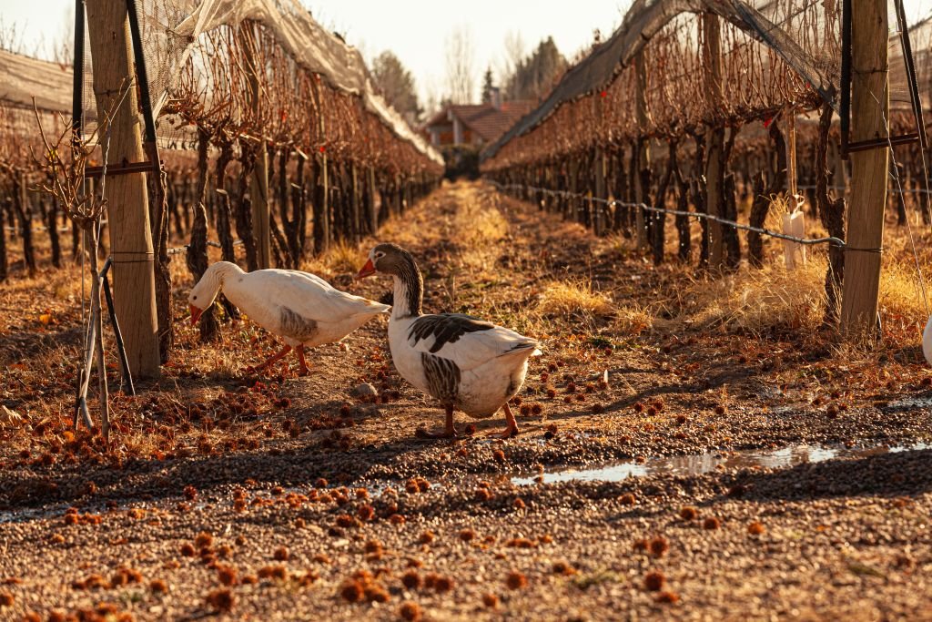 Viñedo de Bodega Kaiken con prácticas sustentables y aves entre las hileras de cultivo